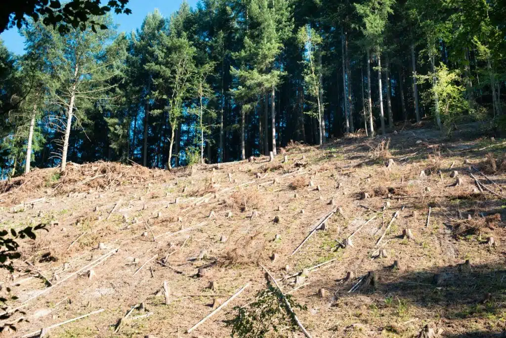 Foto eines Waldes. Ein Teil des Waldes ist abgeholzt und vertrocknet, die restlichen Bäume sehen nicht gesund aus.